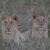  The Serengeti, TZ